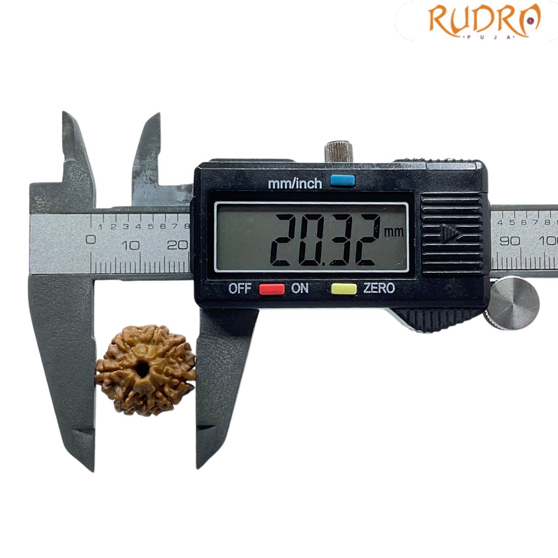 8 Mukhi Nepal Rudraksha - (20.32 MM)