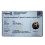 8 Mukhi Nepal Rudraksha - (20.32 MM)