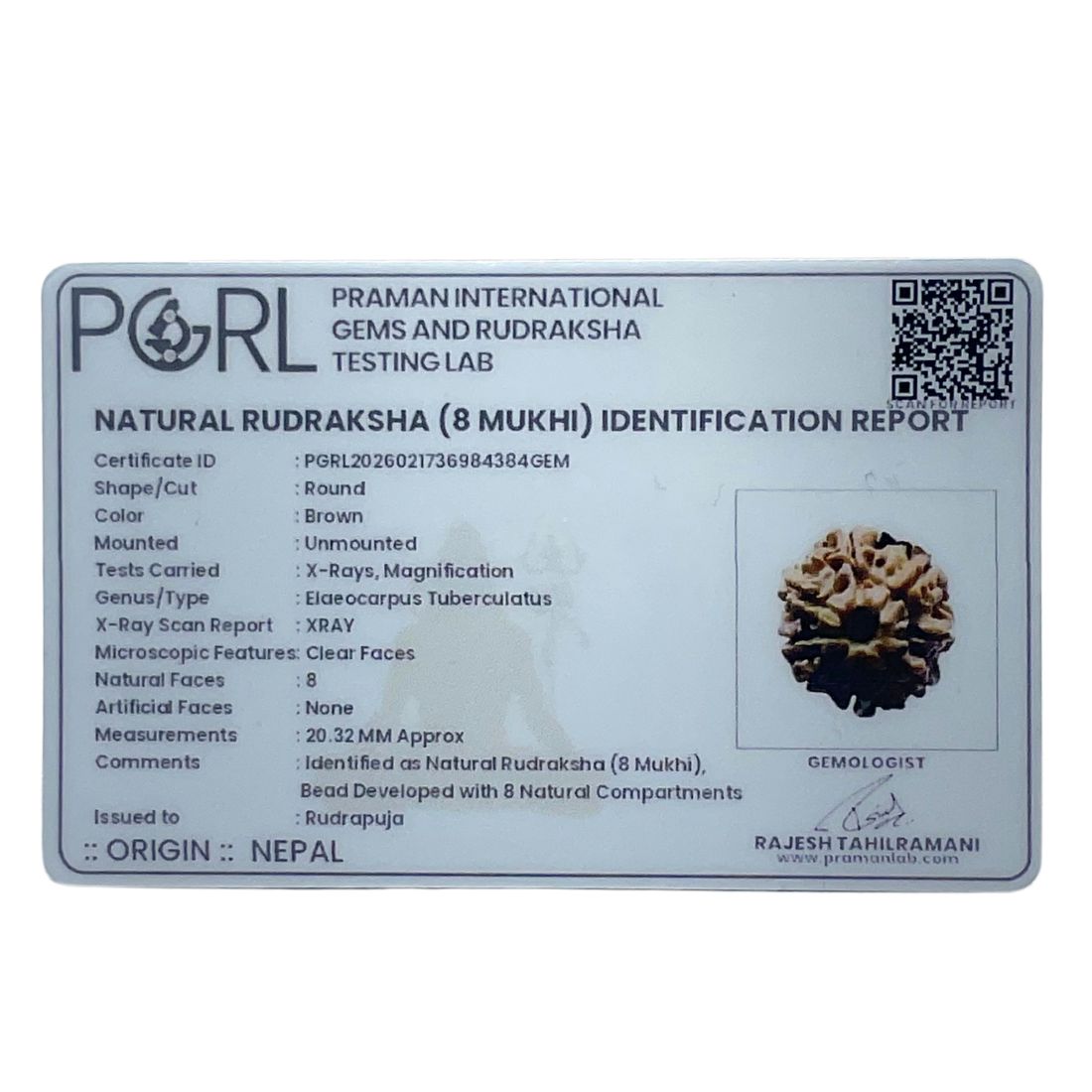 8 Mukhi Nepal Rudraksha - (20.32 MM)