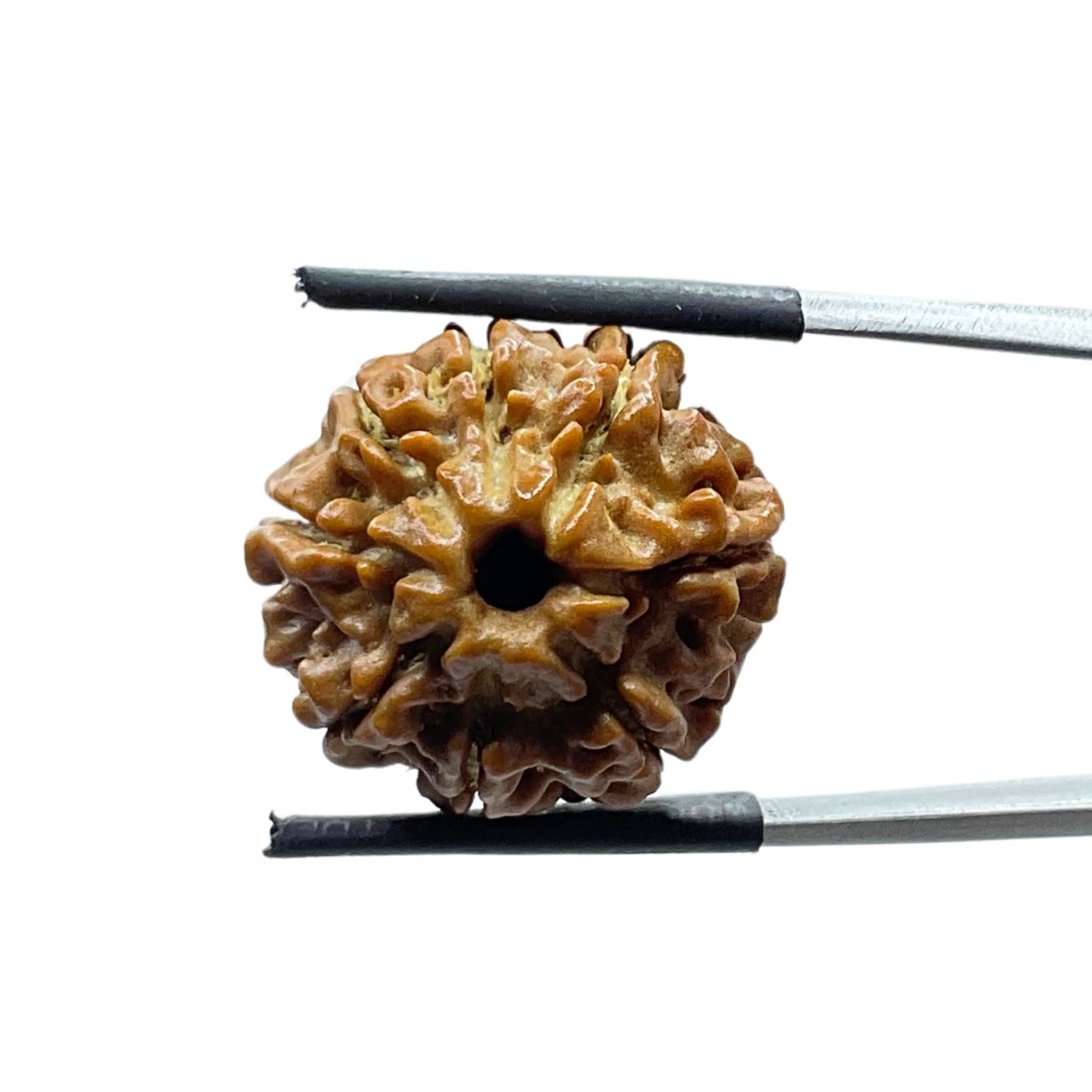 8 Mukhi Nepal Rudraksha - (20.32 MM)