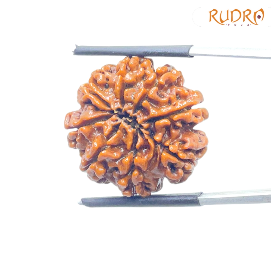 8 Mukhi Nepal Rudraksha - (22.64 MM) - (Rudrapuja)