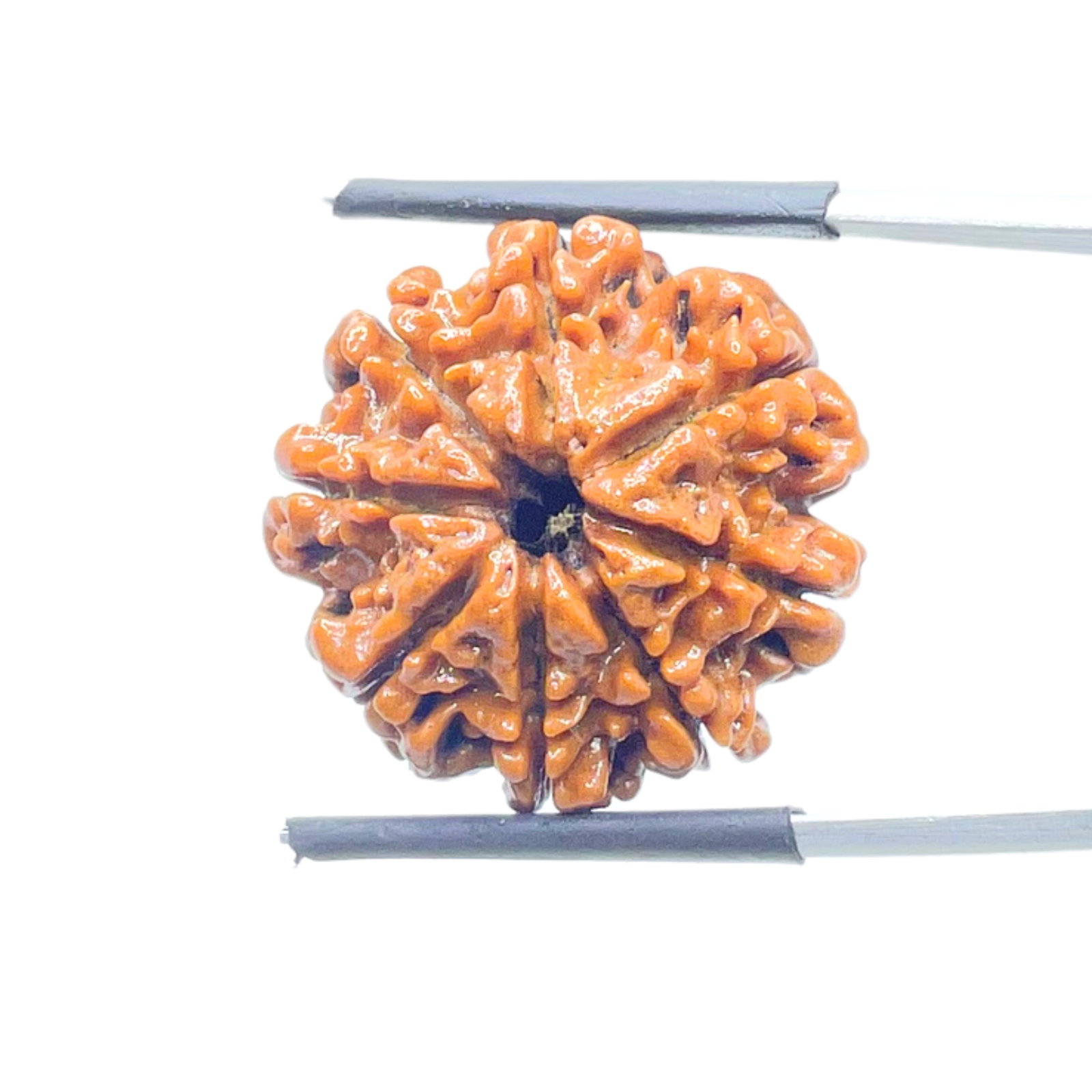 8 Mukhi Nepal Rudraksha - (22.64 MM) - (Rudrapuja)