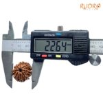 8 Mukhi Nepal Rudraksha - (22.64 MM) - (Rudrapuja)