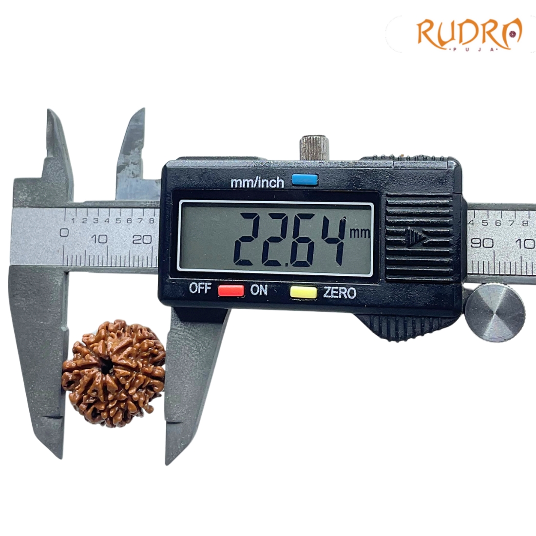 8 Mukhi Nepal Rudraksha - (22.64 MM) - (Rudrapuja)