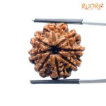 8 Mukhi Nepal Rudraksha - (22.64 MM) - (Rudrapuja)