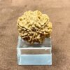 8-Mukhi-Nepal-Rudraksha-23.06-Mm-Bp.jpg October 3, 2024 138 Kb