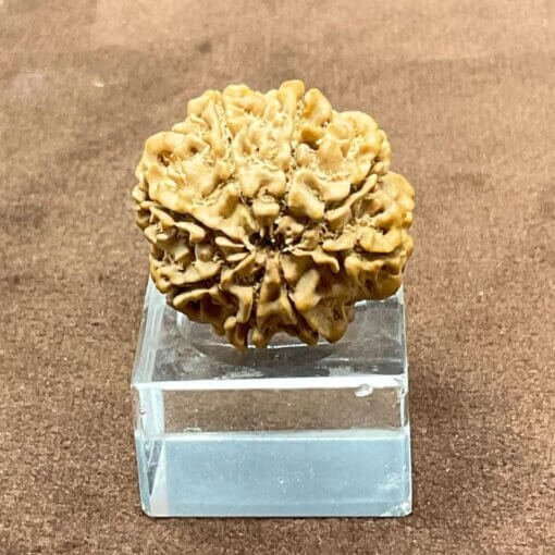 8-Mukhi-Nepal-Rudraksha-23.06-mm-BP.jpg October 3, 2024 138 KB