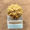 8-Mukhi-Nepal-Rudraksha-23.06-Mm-Fp.jpg October 3, 2024 136 Kb