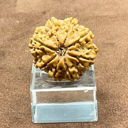 8-Mukhi-Nepal-Rudraksha-23.06-mm-FP.jpg October 3, 2024 136 KB