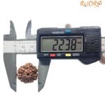 8 Mukhi Rudraksha Ganesha