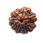 8 Mukhi Rudraksha Ganesha
