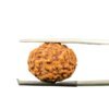 8 Mukhi Rudraksha Indonesian (18.42 Mm)