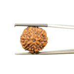 8 Mukhi Rudraksha Indonesian (19.10 mm)