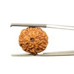 8 Mukhi Rudraksha Indonesian (19.45 mm)