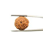 8 Mukhi Rudraksha Indonesian (20.66 mm)