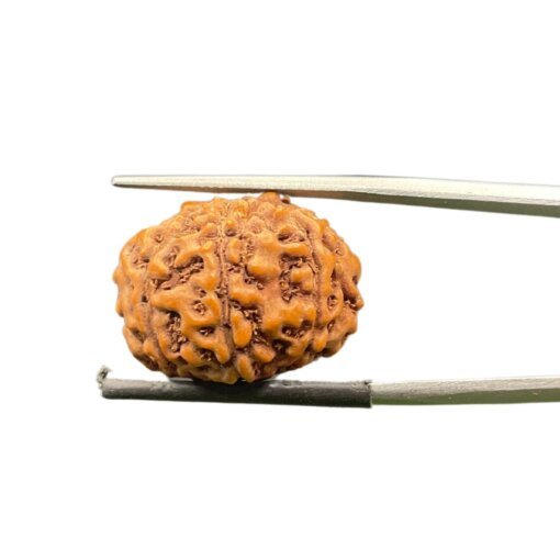 8 Mukhi Rudraksha Indonesian (20.66 mm)