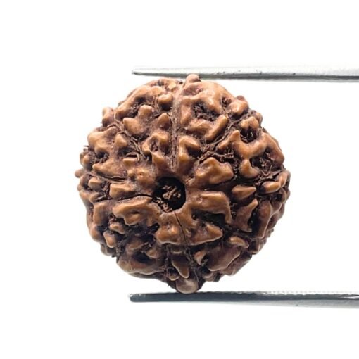 8 Mukhi Rudraksha Nepal (18.62 Mm)