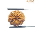 8 Mukhi Rudraksha Nepal - (21.06 MM)