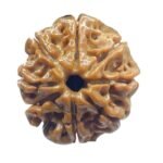 8 Mukhi Rudraksha Nepal - (21.06 Mm)