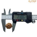 8 Mukhi Rudraksha Nepal - (21.06 Mm)