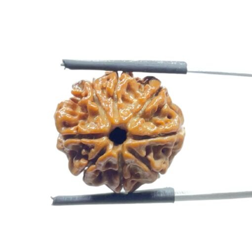 8 Mukhi Rudraksha Nepal - (21.06 Mm)