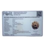 8 Mukhi Rudraksha Nepal - (21.06 MM)