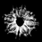 8 Mukhi Rudraksha Nepal - (21.06 MM) x-ray