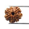 8 Mukhi Rudraksha Nepal (21.23 Mm)