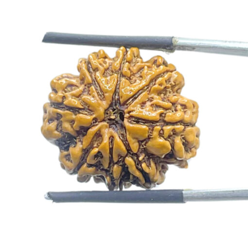 8 Mukhi Rudraksha Nepal - (23.72 MM) - (Rudrapuja)