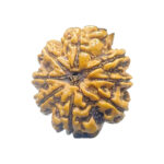 8 Mukhi Rudraksha Nepal - (23.72 MM) - (Rudrapuja)