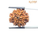 8 Mukhi Rudraksha Nepal - (24.68 MM) - (Rudrapuja)