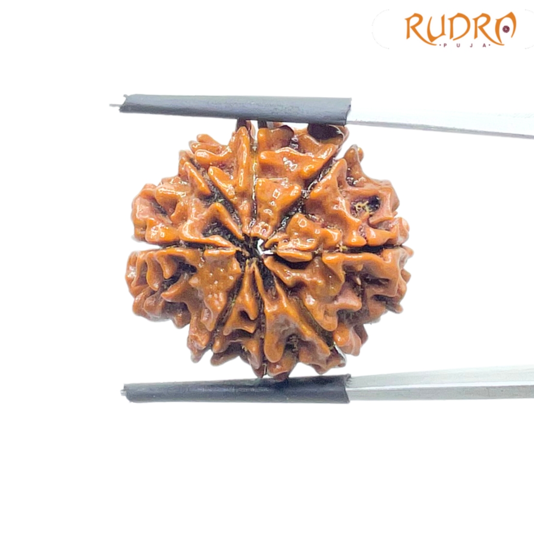 8 Mukhi Rudraksha Nepal - (24.68 MM) - (Rudrapuja)