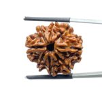 8 Mukhi Rudraksha Nepal - (24.68 MM) - (Rudrapuja)