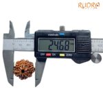 8 Mukhi Rudraksha Nepal - (24.68 MM) - (Rudrapuja)