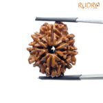 8 Mukhi Rudraksha Nepal - (24.68 MM) - (Rudrapuja)