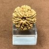 8-Mukhi-Rudraksha-Nepal-8-मुखी-नेपाल-रुद्राक्ष-23.27-Mm-Fp-C.jpg October 3, 2024 139 Kb