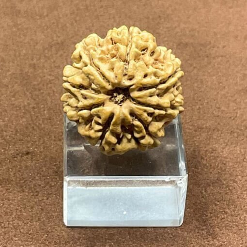 8-Mukhi-Rudraksha-Nepal-8-मुखी-नेपाल-रुद्राक्ष-23.27-mm-FP-C.jpg October 3, 2024 139 KB