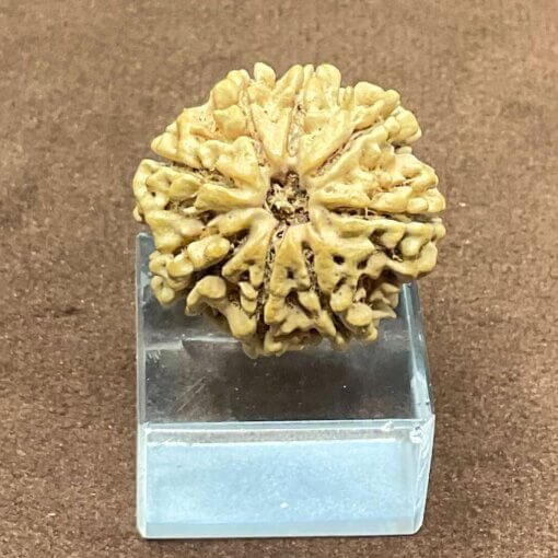 8-Mukhi-Rudraksha-Nepal-8-मुखी-नेपाल-रुद्राक्ष-23.27-mm-MP-C.jpg October 3, 2024 207 KB