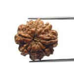 8 mukhi rudraksha 22.20 mm