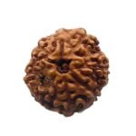 8 Mukhi Rudraksha Indonesian (18.63 Mm)