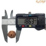 8 Mukhi Rudraksha Indonesian (18.63 Mm)