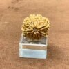 Eight Face Rudraksha Nepal (24.19 Mm)