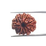 9 Mukhi Nepal Rudraksha - (22.45 MM) With X - Ray