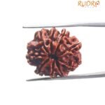 9 Mukhi Nepal Rudraksha - (22.45 MM) With X - Ray