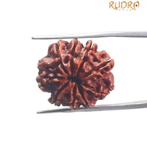9 Mukhi Nepal Rudraksha - (22.45 Mm) With X - Ray