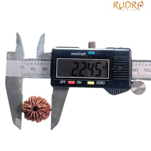 9 Mukhi Nepal Rudraksha - (22.45 Mm) With X - Ray