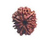 9 Mukhi Nepal Rudraksha - (22.45 Mm) With X - Ray