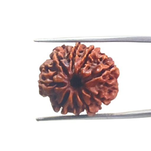 9 Mukhi Nepal Rudraksha - (22.45 Mm) With X - Ray