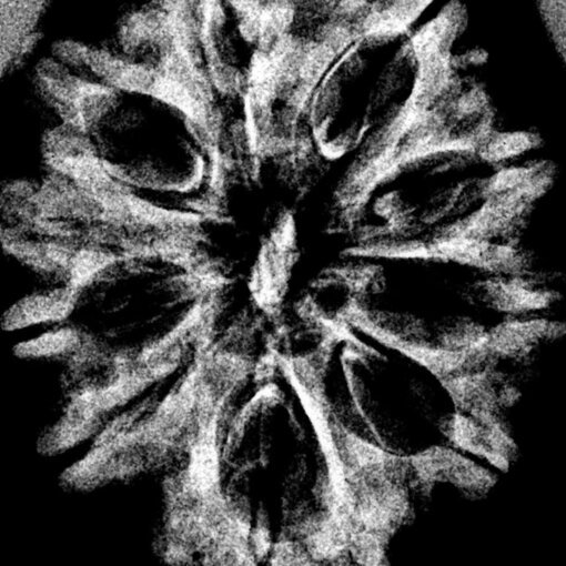 9-Mukhi-Nepal-Rudraksha-24.60-MM-X-Ray.jpg October 26, 2024 225 KB