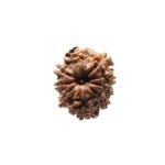 9 Mukhi Rudraksha Nepal - 21.05 Mm
